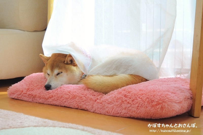 そよそよ_a0126590_22125843.jpg