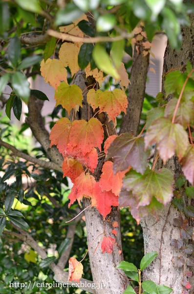 少しずつ紅葉中　　Autumn Colours in My Garden_d0025294_2153675.jpg