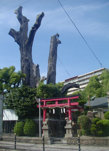●神社の造形―楠玉神社_d0053294_2118281.jpg