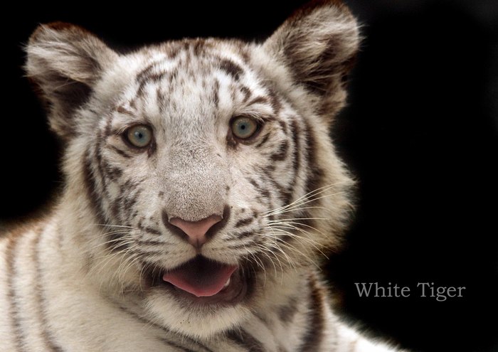 ベンガルトラ：White Tiger_b0249597_5124762.jpg