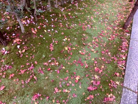 Colored leaves in Kyoto_b0337598_15012850.jpg