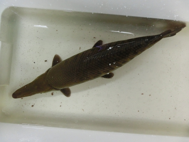 下取り魚　トロジャンショート ＆ チャパシウス_b0141806_12175069.jpg