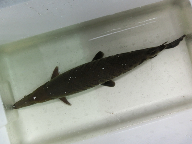 下取り魚　トロジャンショート ＆ チャパシウス_b0141806_12181979.jpg