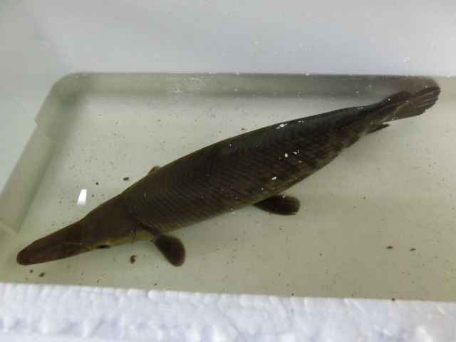 下取り魚　トロジャンショート ＆ チャパシウス_b0141806_1218213.jpg