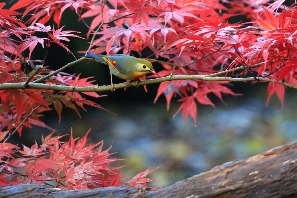 普段見かけない野鳥を撮る_d0334006_20284459.jpg