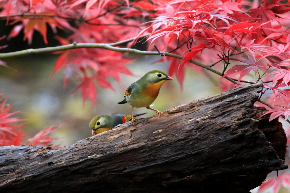 普段見かけない野鳥を撮る_d0334006_20304058.jpg