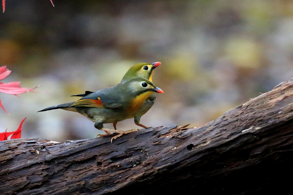 普段見かけない野鳥を撮る_d0334006_20341233.jpg