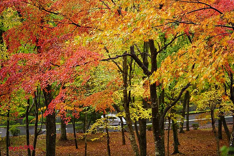 RED LEAVES @FUJIREIEN 06_b0134907_15315761.jpg