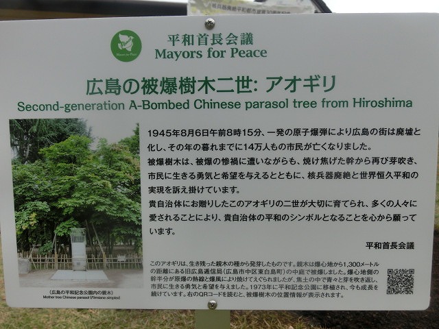 米の宮公園で被爆二世「アオギリ」の苗木の記念植樹_f0141310_7202561.jpg
