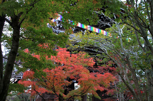 紅葉だより30 金戒光明寺_e0048413_17242549.jpg
