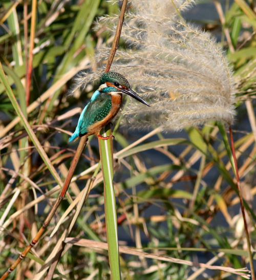 秋麗のカワセミさん_d0156718_1835380.jpg