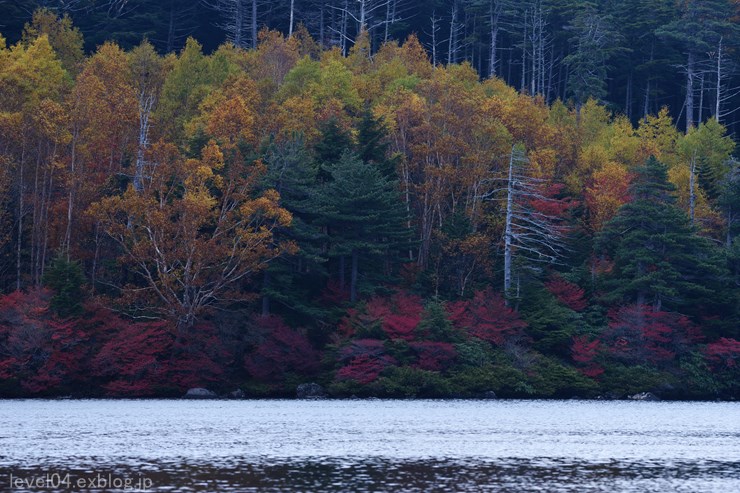 北八ヶ岳 白駒池 ～紅葉～_d0319222_94199.jpg