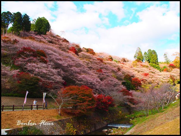 四季桜と紅葉_c0176527_21560883.jpg