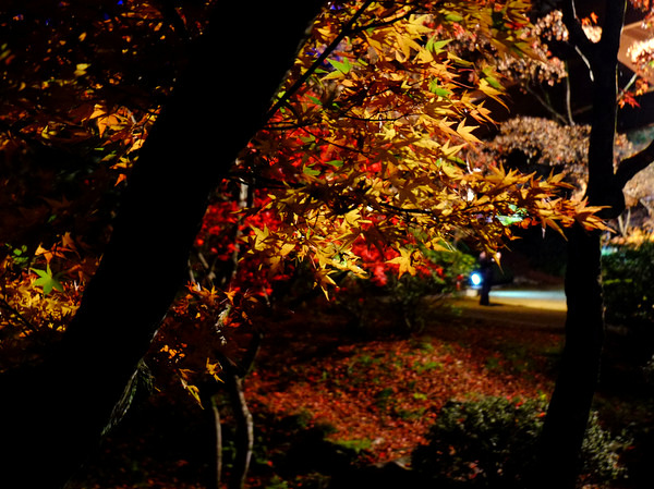 「新潟・弥彦村　弥彦公園のもみじ谷」_a0000029_1315403.jpg