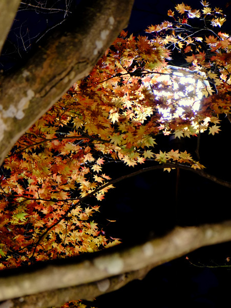 「新潟・弥彦村　弥彦公園のもみじ谷」_a0000029_1316031.jpg