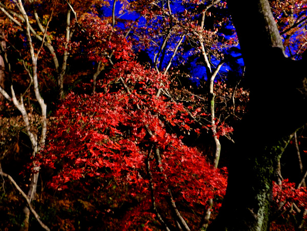 「新潟・弥彦村　弥彦公園のもみじ谷」_a0000029_13165263.jpg