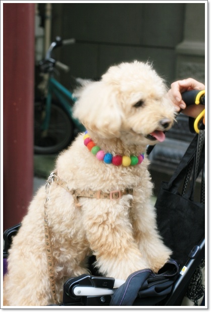 横浜中華街 Bonbonネックレス Tef Tef ワンちゃん用ネックレス My Toypoodle