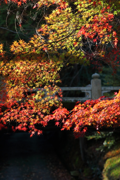 三井寺 紅葉 2015_a0176855_22314658.jpg