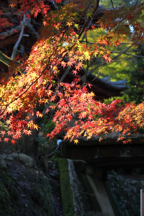 三井寺 紅葉 2015_a0176855_22385912.jpg