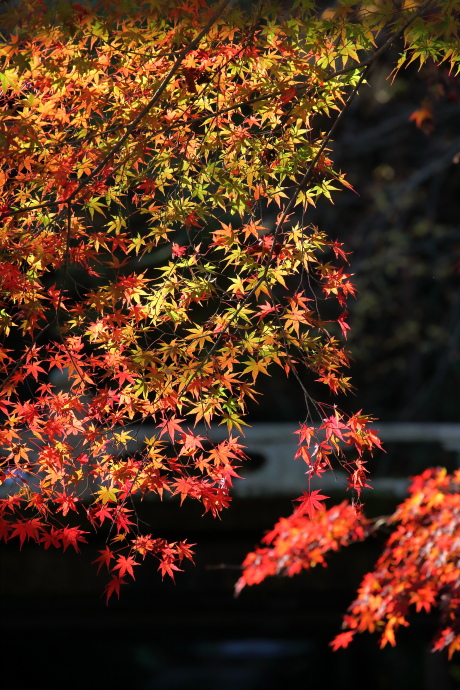 三井寺 紅葉 2015_a0176855_22391510.jpg