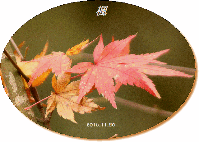 f0345156_16115123.gif