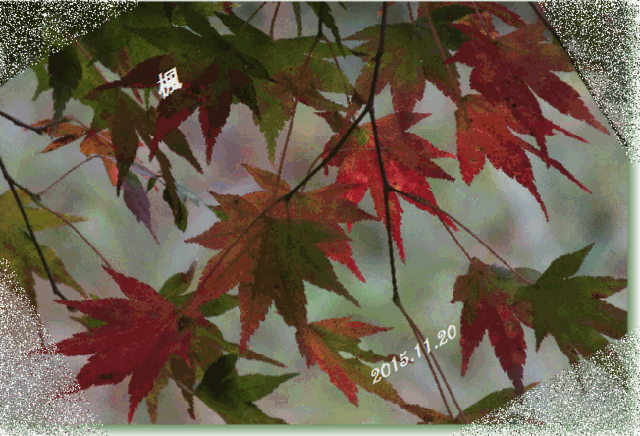 f0345156_16150032.gif