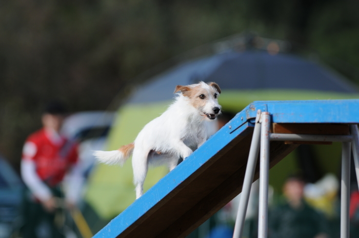 JKC長崎ウィズワンアジリティークラブ競技会 2015/11/15 #5_d0230464_20010011.jpg