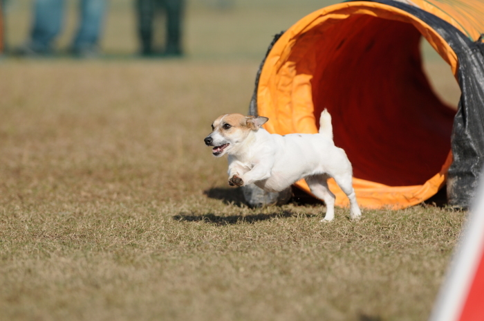 JKC長崎ウィズワンアジリティークラブ競技会 2015/11/15 #5_d0230464_20072375.jpg