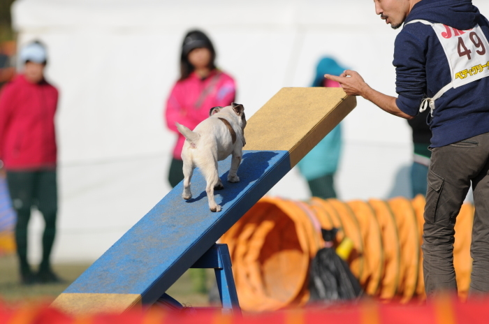 JKC長崎ウィズワンアジリティークラブ競技会 2015/11/15 #5_d0230464_20094805.jpg