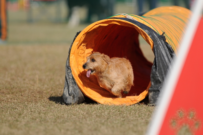 JKC長崎ウィズワンアジリティークラブ競技会 2015/11/15 #5_d0230464_20113101.jpg