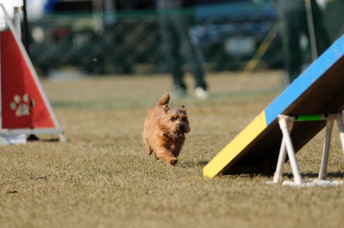 JKC長崎ウィズワンアジリティークラブ競技会 2015/11/15 #6_d0230464_20123025.jpg