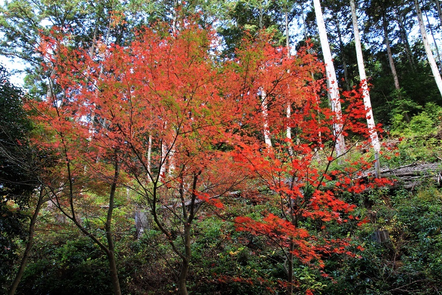 再会 ~長浜・近江弧蓬庵~_a0107574_19182997.jpg