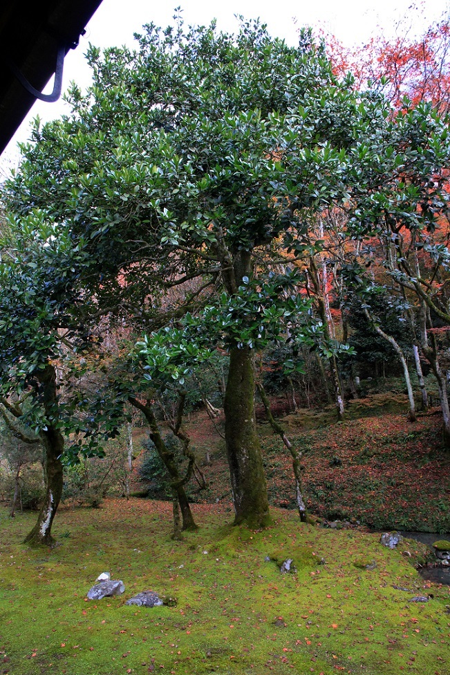 再会 ~長浜・近江弧蓬庵~_a0107574_19202831.jpg