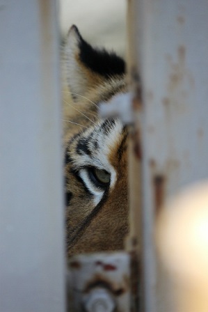 大牟田市動物園　気鋭の動物園_f0297893_23504167.jpg