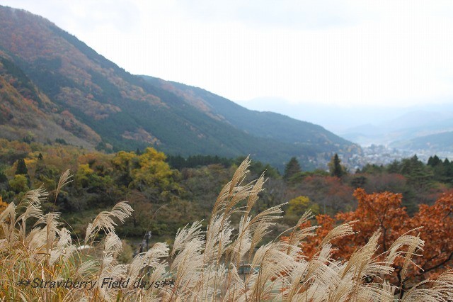 大分旅行　湯布院　竹細工　竹聲館_c0087094_22091051.jpg