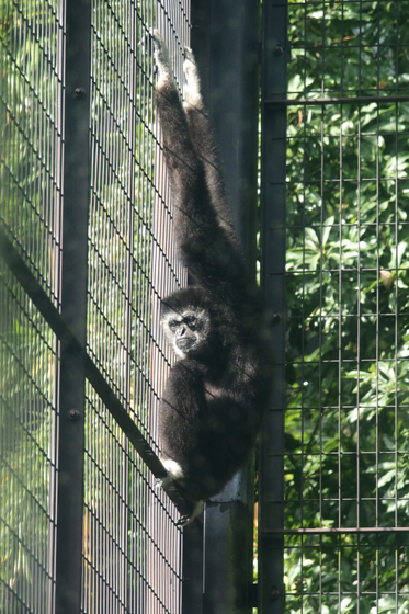 檻の中の発見 動物園写真館 檻の中の発見 動物園写真館