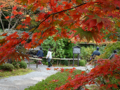 金剛輪寺の紅葉_c0125501_2303368.jpg