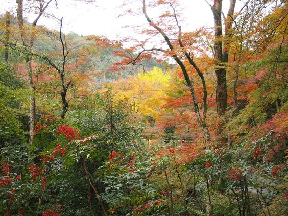 奈良の旅3日目　正暦寺(2015.11.20)_e0245404_16361850.jpg