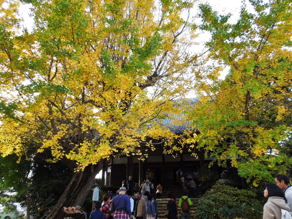「黄葉まつり 151121」_a0120513_20534055.jpg