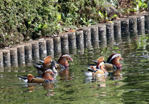 佐倉の庭園 には沢山のオシドリがいました_d0346713_23090631.jpg