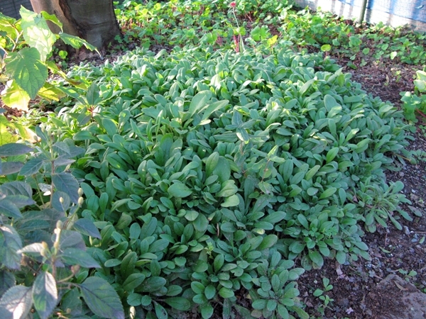 アネモネ植えました!_f0129726_21575295.jpg