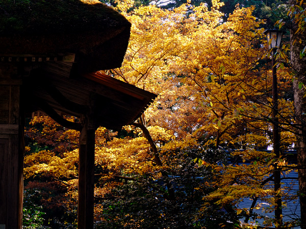 「新潟・弥彦村　弥彦神社参拝」　_a0000029_21424132.jpg