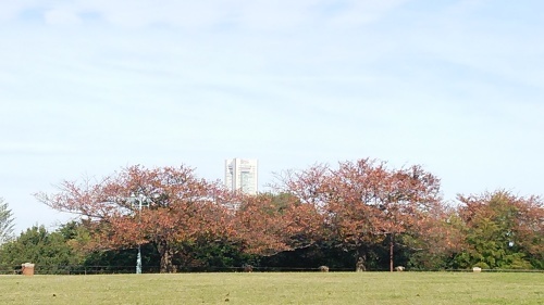 枯葉色づく桜の向こうに見えるランドマークタワー_f0254429_17513633.jpg