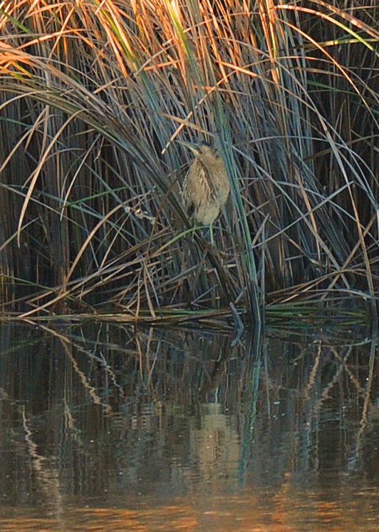 d0290240_15100120.gif