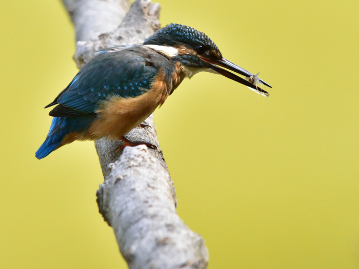 カワセミ（翡翠）/Common Kingfisher_b0309841_2244156.jpg