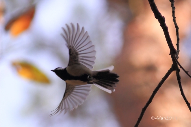 真岡 錦秋の井頭公園 ~野鳥の楽園~_e0227942_21380292.jpg
