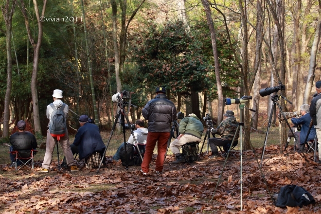 真岡 錦秋の井頭公園 ~野鳥の楽園~_e0227942_21443650.jpg