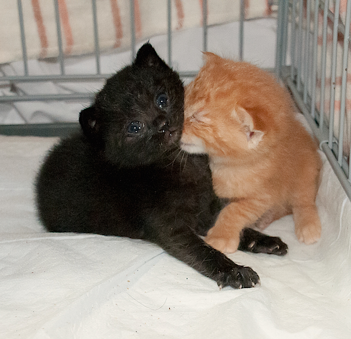 犬に名前をつける日　猫に名前をつける日_d0073743_2126327.jpg