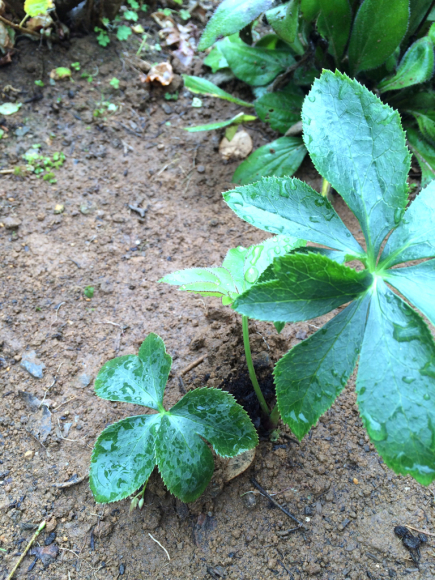 おぎはら植物園からの苗 part3_c0359445_06071602.jpg