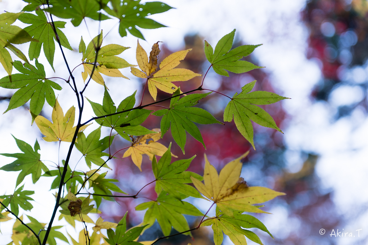 京都・園部の紅葉 2015 〜龍穏寺〜 2_f0152550_19201824.jpg